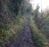 A narrow, uneven gravel and dirt trail which is deep sinking descending between dense overgrown hedges and woodland vegetation.